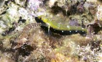 Image of Helcogramma decurrens (Black-throated triplefin)