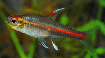 Image of Hemigrammus erythrozonus (Glowlight tetra)