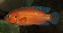 Image of Rubricatochromis exsul (Turkana jewel cichlid)