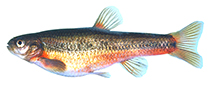 Image of Hemitremia flammea (Flame chub)