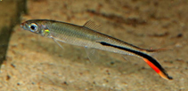 Image of Hemiodus gracilis 