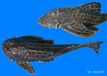 Image of Hemiancistrus landoni 