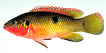 Image of Rubricatochromis letourneuxi (Jewel fish)