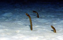 Image of Heteroconger longissimus (Brown garden eel)