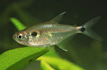 Image of Hemigrammus luelingi 