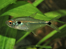 Image of Hemigrammus luelingi 