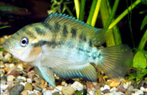 Image of Herotilapia multispinosa (Rainbow cichlid)