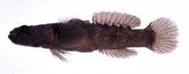 Image of Hetereleotris poecila 