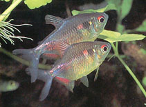 Image of Hemigrammus pulcher (Garnet tetra)