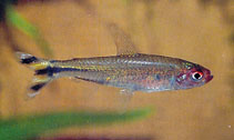 Image of Petitella rhodostoma (Rummy-nose tetra)