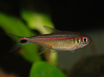 Image of Hemigrammus rubrostriatus 