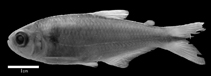 Image of Hemibrycon santamartae 