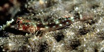 Image of Helcogramma steinitzi (Red triplefin)