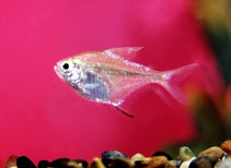 Image of Hemigrammus unilineatus (Featherfin tetra)