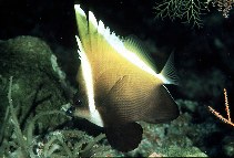 Image of Heniochus varius (Horned bannerfish)