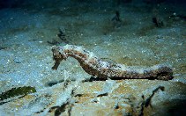 Image of Hippocampus algiricus (West African seahorse)