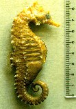 Image of Hippocampus erectus (Lined seahorse)