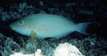 Image of Hipposcarus harid (Candelamoa parrotfish)