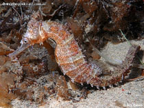 Image of Hippocampus whitei (White\