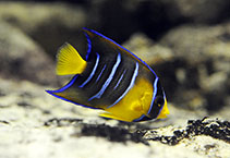 Image of Holacanthus bermudensis (Angelfish)