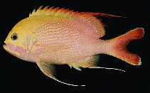 Image of Odontanthias chrysostictus 