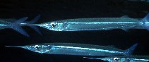 Image of Hyporhamphus affinis (Tropical halfbeak)