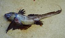 Image of Hydrolagus africanus (African chimaera)