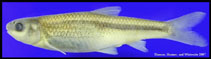 Image of Hybognathus amarus (Rio Grande silvery minnow)