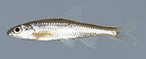 Image of Hybopsis amblops (Bigeye chub)