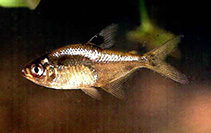 Image of Hyphessobrycon compressus (Mayan tetra)