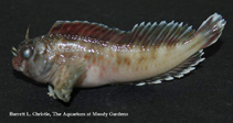 Image of Hypleurochilus geminatus (Crested blenny)