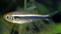 Image of Hyphessobrycon herbertaxelrodi (Black neon tetra)