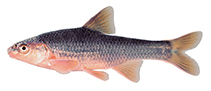 Image of Hybopsis hypsinotus (Highback chub)