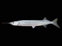 Image of Hyporhamphus limbatus (Congaturi halfbeak)