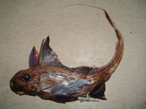 Image of Hydrolagus macrophthalmus (Big eye chimaera)