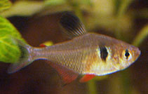 Image of Hyphessobrycon megalopterus (Black phantom tetra)