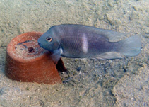 Image of Hypsophrys nematopus (Poor man\