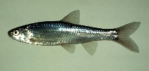 Image of Hybognathus regius (Eastern silvery minnow)