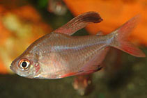 Image of Hyphessobrycon rosaceus (Rosy tetra)