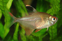 Image of Hyphessobrycon socolofi (Spotfin tetra)