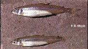 Image of Hypomesus transpacificus (Delta smelt)