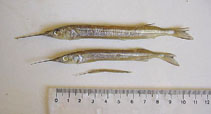 Image of Hyporhamphus unifasciatus (Common halfbeak)