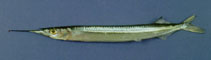 Image of Hyporhamphus unicuspis (Simpletooth halfbeak)