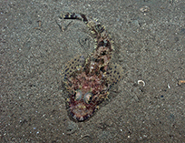 Image of Icelinus fimbriatus (Fringed sculpin)