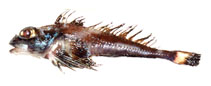 Image of Icelus perminovi (Scaly-belly sculpin)