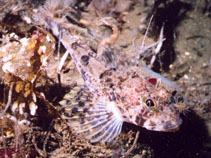 Image of Icelinus tenuis (Spotfin sculpin)