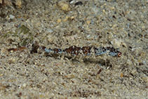 Image of Idiotropiscis australis (Southern little pipehorse)