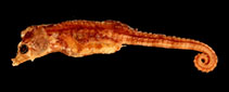 Image of Idiotropiscis larsonae (Helen\