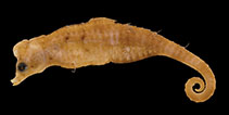 Image of Idiotropiscis larsonae (Helen\