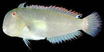 Image of Iniistius bakunawa (Eclipse-spot razor wrasse)